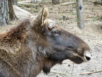 Elch - männlich - derzeit ohne Geweih