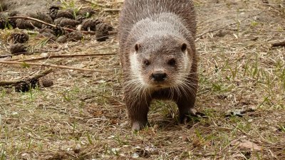 Fischerotter