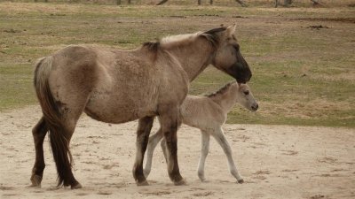 Konik (Panje Pferd)