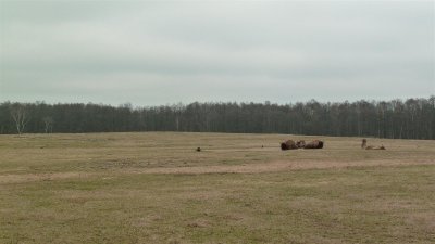 Europäischer Wisent