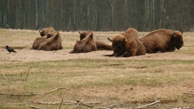 Europäischer Wisent