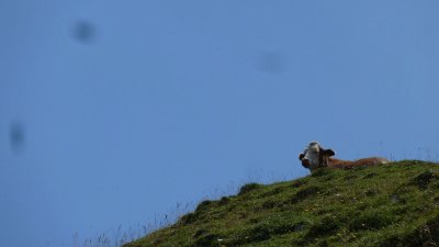 zwischen Chiemgau und Kampenwand