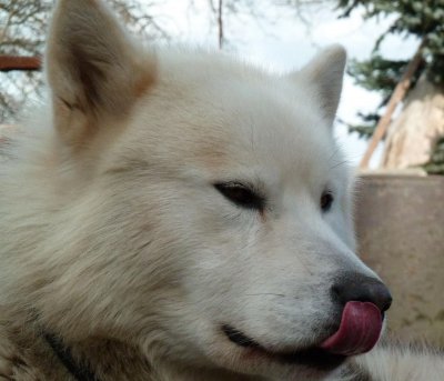 Alaskan Malamute