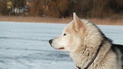 Moose auf dem Eis