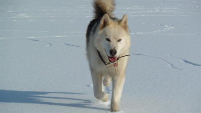 Moose beim Spaziergang